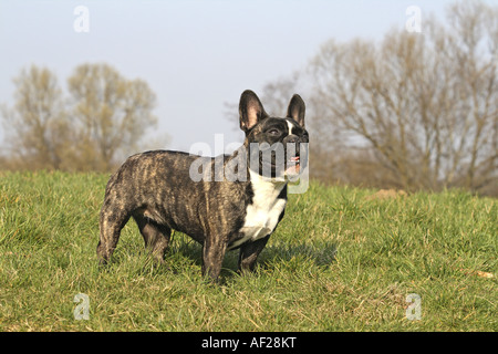 French Bulldog (Canis lupus f. familiaris), standing on meadow Stock Photo