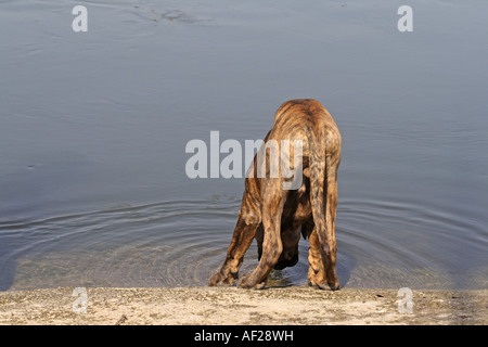 German Boxer (Canis lupus f. familiaris), drinking at the lake shore Stock Photo