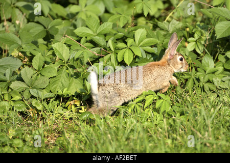 European rabbit (Oryctolagus cuniculus), jumping in a meadow, Germany Stock Photo