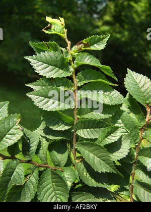 Dutch elm (Ulmus x hollandica, Ulmus hollandica), twigs Stock Photo