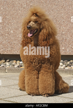 Close up poodle sitting owner lap Stock Photo - Alamy