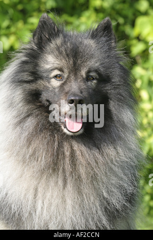 Keeshond (Canis lupus f. familiaris), single animal Stock Photo
