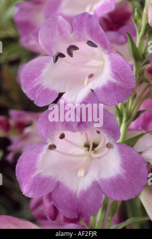 Penstemon 'Czar' (Beard tongue) Close up of two purple and white tubular flowers. Stock Photo