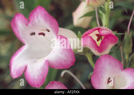 Penstemon 'Laura' (Beard tongue) Close up of pink and white tubular flower. Stock Photo