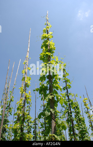 some hop plants growing on a hop pole Stock Photo