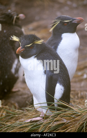Rockhopper penguins eudyptes crestatus Falkland Islands Stock Photo