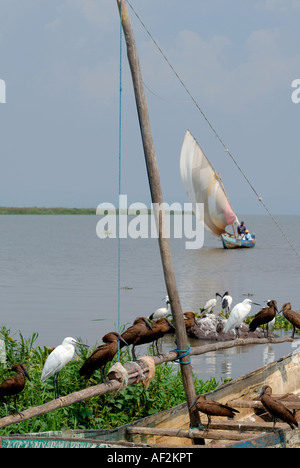 A Luo sailing canoe moored on the shore of Lake Victoria at Dunga near Kisumu Kenya Stock Photo
