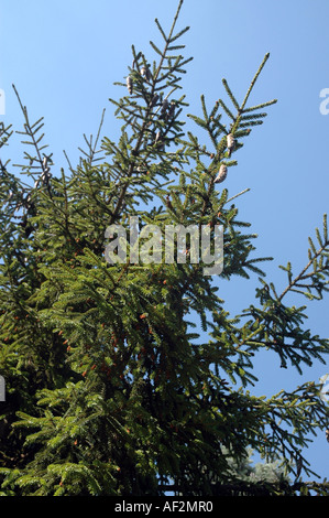 Oriental spruce Picea orientalis also called Caucasian Spruce Stock Photo