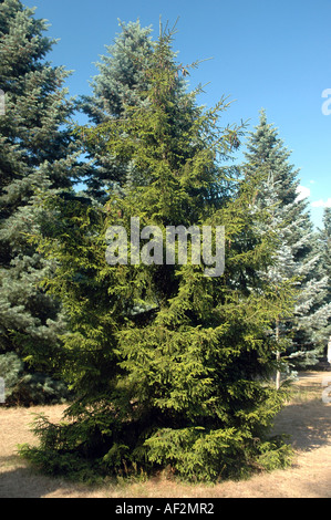 Oriental spruce Picea orientalis also called Caucasian Spruce Stock Photo