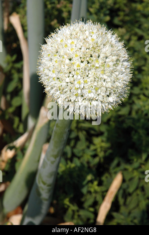 Onion pskemskyi Allium pskemense ornamental onion Stock Photo