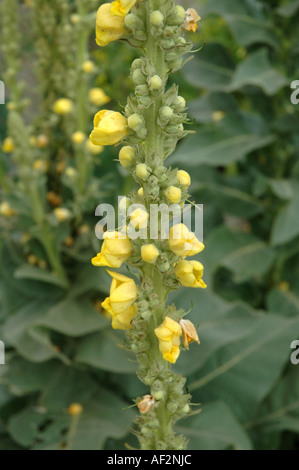 Woolly Mullein Verbascum phlomoides also called Clasping-leaf Mullein Stock Photo