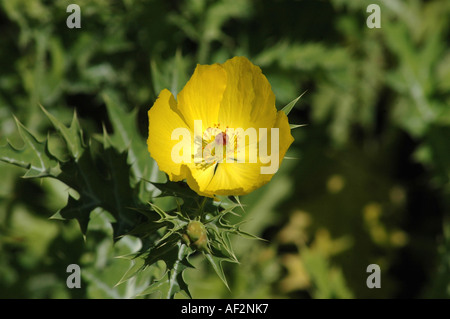 Mexican Poppy Argemone mexicana synonym Papaver spinosum also called Prickly Poppy or Chicolate Stock Photo