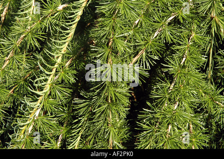 Weeping European Larch Larix decidua Repens tree Stock Photo