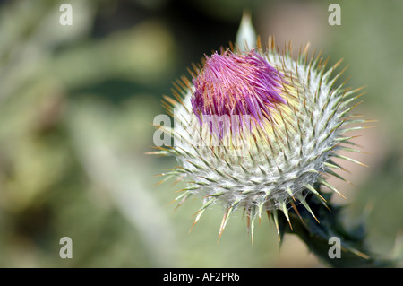 Scotch cotton-thistle Onopordum acanthium also called Silver thistle Stock Photo