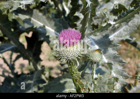 Scotch cotton-thistle Onopordum acanthium also called Silver thistle Stock Photo