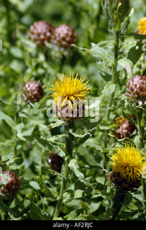 big-head knapweed, bighead knapweed, yellow thistle, great golden ...