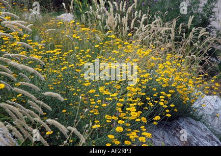 Yellow Camomille Anthemis tinctoria and Melic Grass Melica Transsilvanica Stock Photo