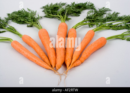 fresh carrots Stock Photo