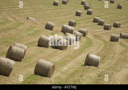 big bales of hay lined up ready for collection in field Powys mid wales, uK Stock Photo