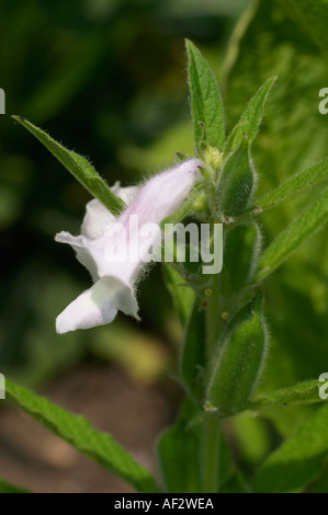 close up of sesame flower Sesamum indicum L family Pedaliaceae Stock Photo