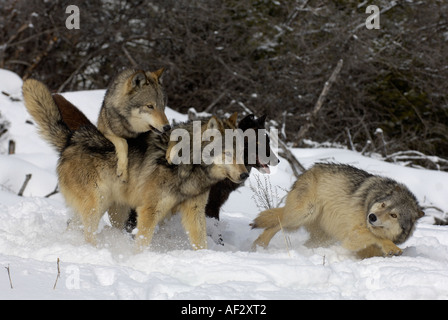 Timber Wolf (Canis lupus) asserting dominance over pack member at kill ...