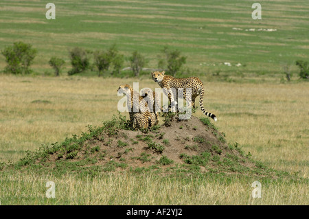 Cheetah Acinonyx jubatus Masaii Mara Kenya three young males on termite mound Stock Photo