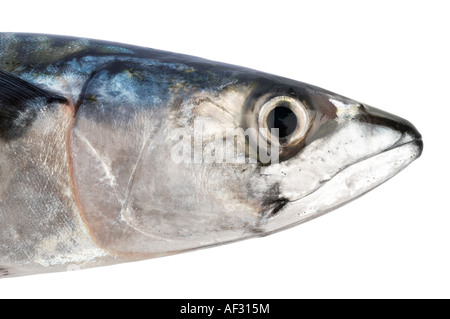Mackerel head Stock Photo