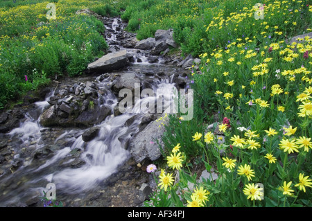 Waterfall and wildflowers in alpine meadow Heartleaf Arnica Arnica cordifolia Ouray San Juan Mountains Colorado USA Stock Photo