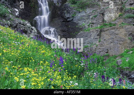 Waterfall and wildflowers in alpine meadow Heartleaf Arnica Tall Larkspur Bistort Ouray San Juan Mountains Colorado USA Stock Photo