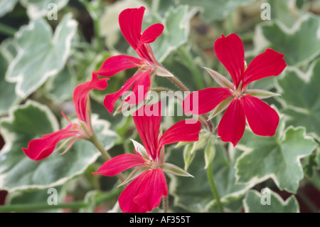 Pelargonium 'Evka' (Geranium) Close up of red flowers and variegated leaves on Ivy leaved pelargonium. Also known as Pac Evka. Stock Photo