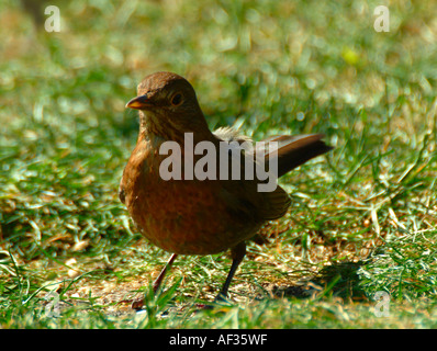 Female Blackbird Searching for Food on Lawn in Cheshire Garden Stock Photo