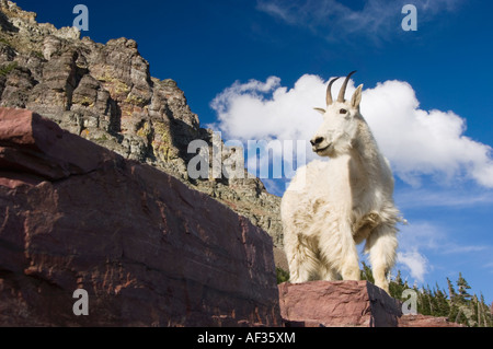 Mountain Goat Oreamnos americanus adult shedding winter coat Glacier National Park Montana USA July 2007 Stock Photo