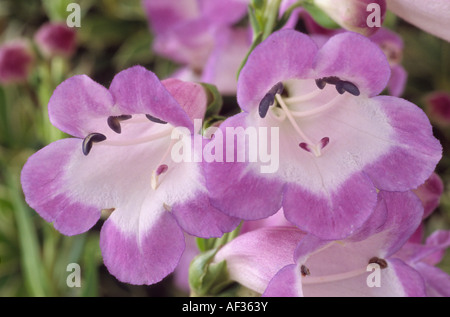 Penstemon 'Czar' (Beard tongue) Close up of two purple and white tubular flowers. Stock Photo