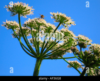 Closeup of Wild Cow Parsnip with Bumble Bee and Clear Bright Blue Sky Background Stock Photo