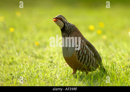 Red legged Partridge Crowing Stock Photo