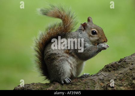 Grey Squirrel eating nut on tree trunk Stock Photo