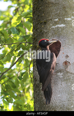 black woodpecker (Dryocopus martius), at its new tree hole, Germany, Bavaria, Isental Stock Photo