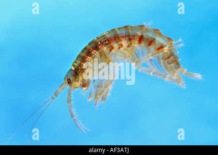 lacustrine amphipod, lacustrine shrimp (Gammarus roeseli), in front of blue background, Germany, Bavaria, Isental Stock Photo