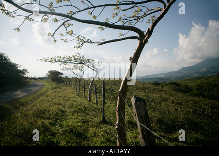 Crooked tree/fence posts show the effects of strong winds in the mountains near the Tierras  Morenas wind farm, Costa Rica Stock Photo