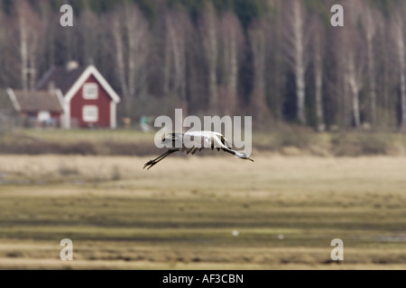 common crane (Grus grus), approaching rest area, Sweden Stock Photo