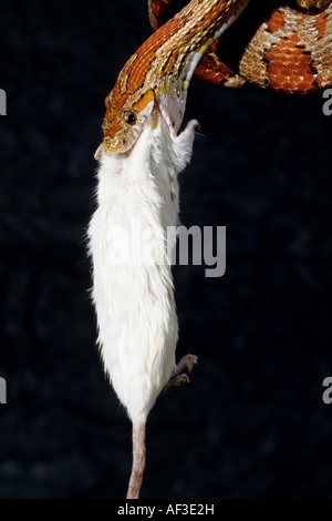 corn snake (Elaphe guttata), corn snake gulping down a mouse Stock Photo