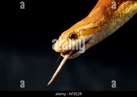 corn snake (Elaphe guttata), corn snake gulping down a mouse Stock Photo