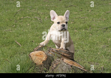 French Bulldog (Canis lupus f. familiaris), whelp at tree snag Stock Photo