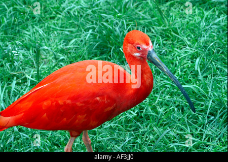 Ibis rouge hi-res stock photography and images - Alamy