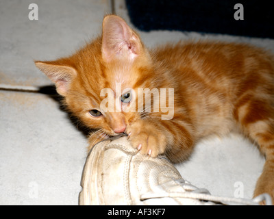 Eight Week Old Kitten Shoe Stock Photo