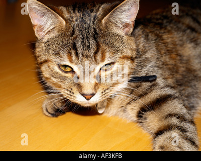 Six Month Old Tortoiseshell Kitten Stock Photo