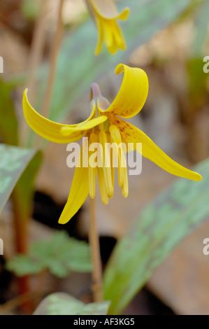 Yellow Trout Lily wildflower, also called a Dogtooth Violet Stock Photo