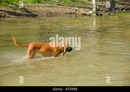 Bloodhound dog wading up shallow stream Stock Photo