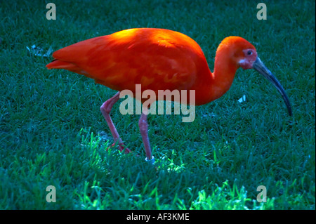 Ibis rouge hi-res stock photography and images - Alamy