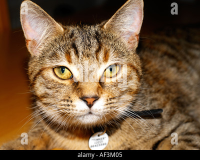 Six Month Old Tortoiseshell Kitten Stock Photo